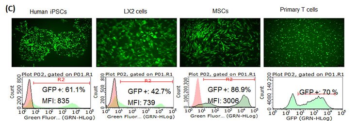 (A) E3L increased Simplicon™ RNA expression levels.  BJ human foreskin fibroblasts were co-transfected with SimpliconTM TagGFP2 and B18R RNA or B18R-E3L RNA. (B) E3L worked for continuous expression of SimpliconTM RNA. SimpliconTM TagRFP or TagRFP Simplicon (E3L) was co-transfected with B18R-E3L RNA and cultured with medium containing B18R protein and puromycin for 14 days.  RFP expressing cells were imaged on Day 12, and analyzed by FACS on Day 14. (C) SimpliconTM RNA can be transfected into a wide variety of cell types. Simplicon™ TagGFP2 RNA and B18R-RNA were co-transfected with Human iPSCs, LX2 human hepatic stellate cell line (MilliporeSigma SCC064), human mesenchymal stem cells (MSCs, MilliporeSigma SCC034) by MessengerMAX™ transfection reagent. For human primary T cells (PBMCs stimulated with CD3/CD28), electroporation method was used.