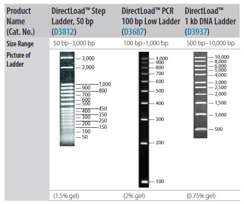 Resolution of DNA Size Standards Through Agarose Gel. Resolution of DNA Size Standards Through Agarose Gel