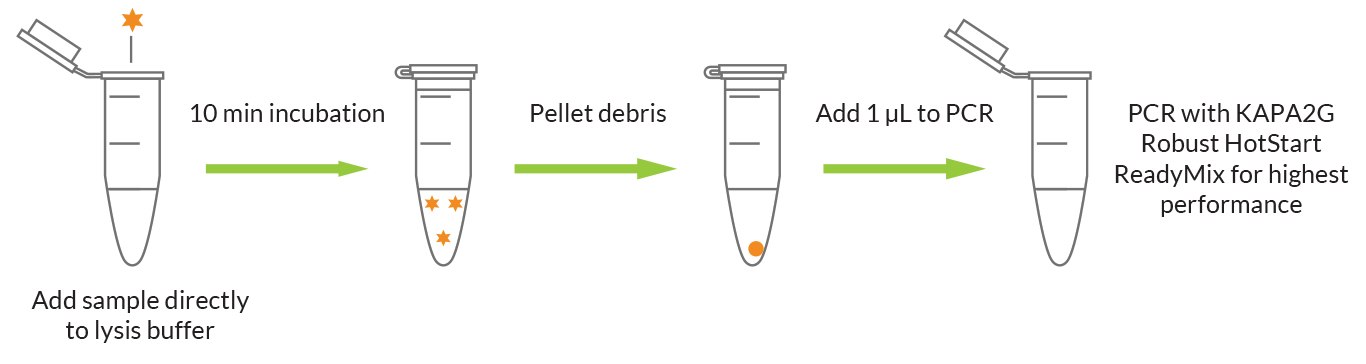 DNA was extracted with KAPA Express Extract from various samples obtained from mammals and fish. DNA was extracted with KAPA Express Extract from various samples obtained from mammals and fish.