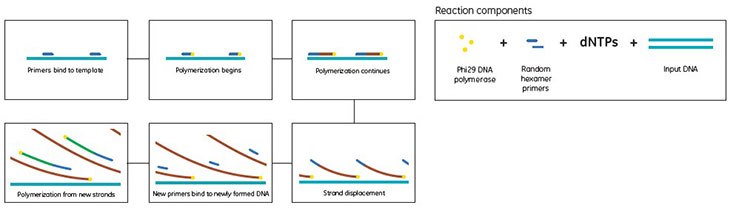 chematic showing the GenomiPhi™ method of genomic DNA amplification for WGA. Schematic showing the GenomiPhi™ method of genomic DNA amplification for WGA