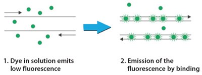 Technology Overview: SYBR Green qPCR