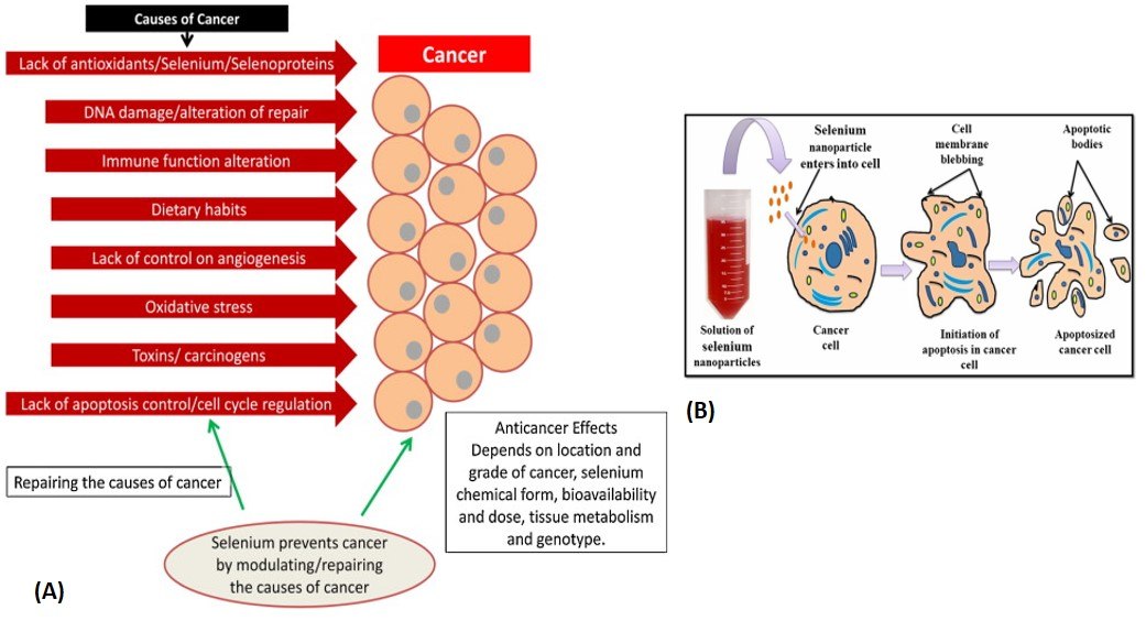 (A) Representation of various parameters leading to cancer and the role of selenium as an anticancer agent. (B) Schematic model showing the apoptosis of cancerous cells in presence of selenium nanoparticles