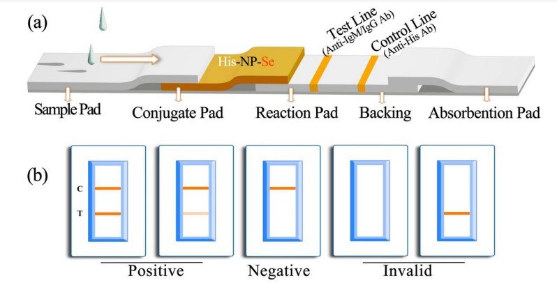 Diagram and components of the SARS-CoV-2 antibody immunoassay test strip