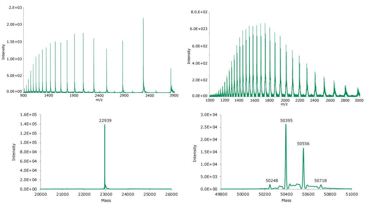 Summed (top) and deconvoluted (bottom) mass spectra of the light and heavy chains (left and right, respectively) of reduced SigmaMAb reference.