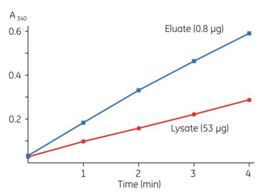 Typical results of a CDNB assay for GST-tagged proteins. 53 µg of total protein from an E. coli TG1/pGEX-4T-Luc lysate and 0.8 µg of total protein eluted from Glutathione Sepharose medium were assayed according to instructions included with the GST Detection Module. Typical results of a CDNB assay for GST-tagged proteins. 53 µg of total protein from an E. coli TG1/pGEX-4T-Luc lysate and 0.8 µg of total protein eluted from Glutathione Sepharose medium were assayed according to instructions included with the GST Detection Module.