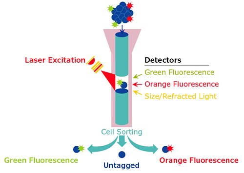 Diagram of typical flow cytometric analysis with laser excitation and detectors.