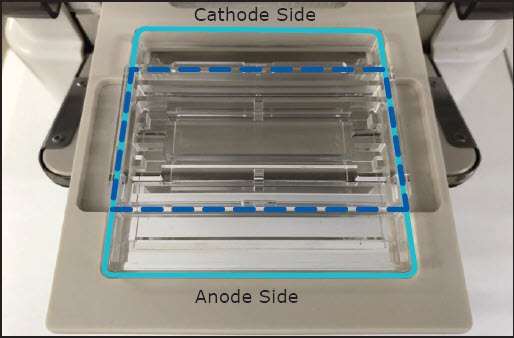 2-D gel electrophoresis PAGE Chip and Tray assembly 2-D gel electrophoresis PAGE Chip and Tray assembly