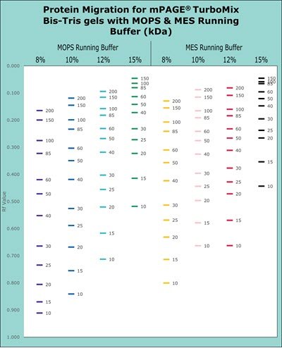 Migration charts for 8%, 10%, 12%, and 15% mPAGE<sup>®</sup> TurboMix Bis-Tris gels with MOPS and MES SDS running buffer. Migration patterns of mPAGE<sup>®</sup> TurboMix Bis-Tris gel chemistry with MOPS & MES Running Buffer (kDa) for 8%, 10%, 12%, and 15% gels. Proteins separated with MOPS running buffer typically migrate further into the gel than those separated with MES running buffer. Lower gel percentages are used for better separation at the higher molecular weight range while higher gel percentages are used for better separation in the lower molecular weight range.