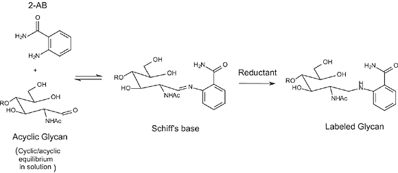 Labeling of carbohydrates with 2-AB