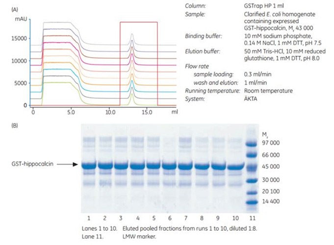 confirmation-stability-glutathione-sepharose Confirmation of the stability of Glutathione Sepharose