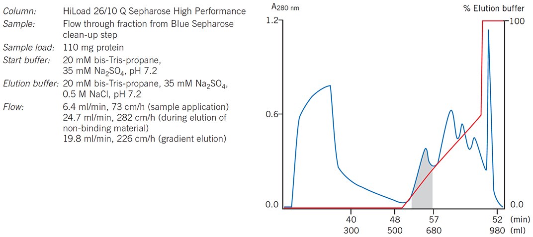 Elution pattern, purity and yield are maintained when scaling-up from a HiLoad column to a BPG column