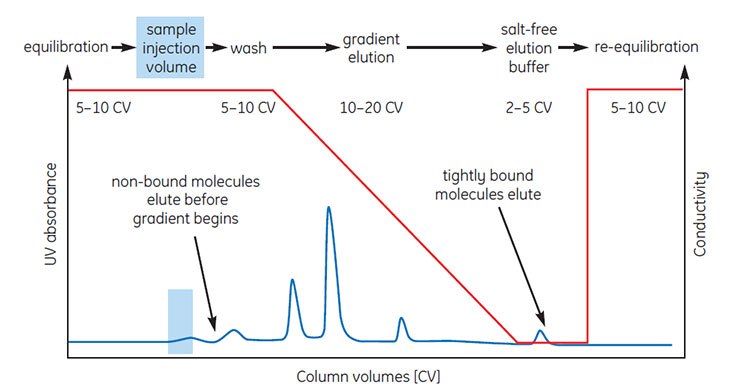 HIC separation using linear gradient elution.