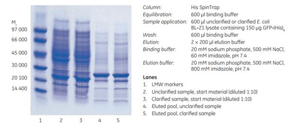SDS-PAGE SDS-PAGE