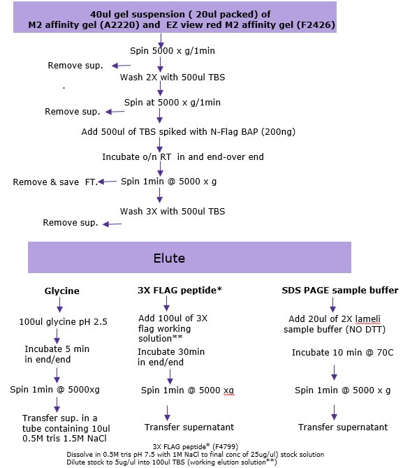 Immunoprecipitation-Summary