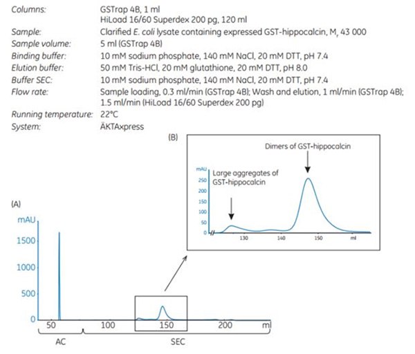 purification-gst-hippocalcin Purification of GST-hippocalcin