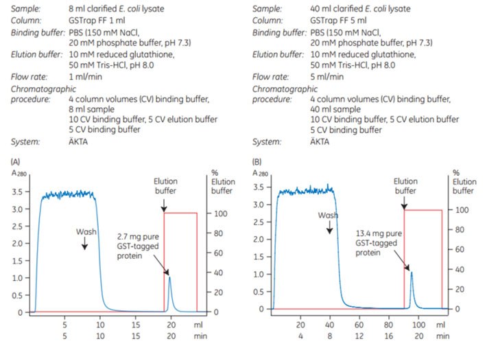 purification-gst-tagged-protein-gstrap-ff-1-5ml Purification of a GST-tagged protein on GSTrap