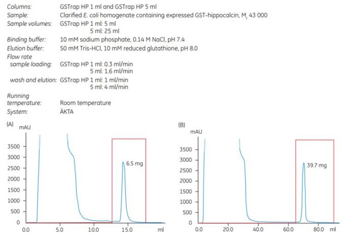 scale-up-gstrap-hp-1-to-5ml Scale-up from GSTrap