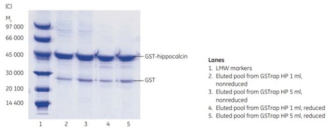 sds-page-gstrap-hp-1-to-5ml Scale-up from GSTrap