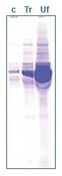 Purification of anti c-myc antibody using ultrafiltration. Purification of anti c-myc antibody using ultrafiltration.