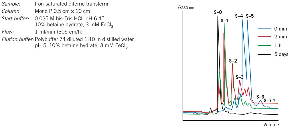 Following the desialylation of transferrin