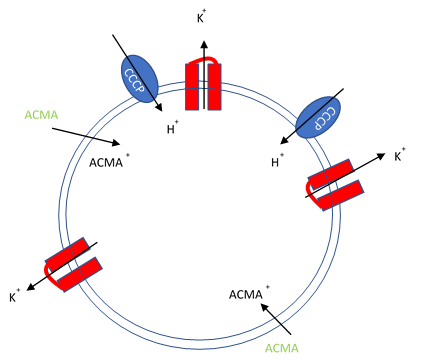 Artificial liposomes containing proton ionophores (CCCP)