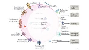 HEPES induces lysosomes and autophagy in culture cells