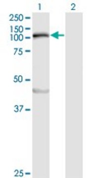 Monoclonal Anti-MYLK antibody produced in mouse clone 1D1, purified immunoglobulin, buffered aqueous solution