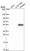 Anti-MMP19 antibody produced in rabbit Prestige Antibodies&#174; Powered by Atlas Antibodies, affinity isolated antibody