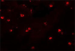 Anti-ENC-2 antibody produced in chicken affinity isolated antibody, buffered aqueous solution