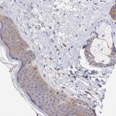 Anti-PPFIBP1 antibody produced in rabbit Prestige Antibodies&#174; Powered by Atlas Antibodies, affinity isolated antibody, buffered aqueous glycerol solution