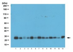 Anti-LST1, clone 7E2 Antibody clone 7E2, 1&#160;mg/mL, from rat