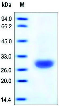 Carbonic Anhydrase 2/CA2 human recombinant, expressed in HEK 293 cells, &#8805;95% (SDS-PAGE)