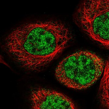 Anti-IPMK antibody produced in rabbit affinity isolated antibody, buffered aqueous glycerol solution