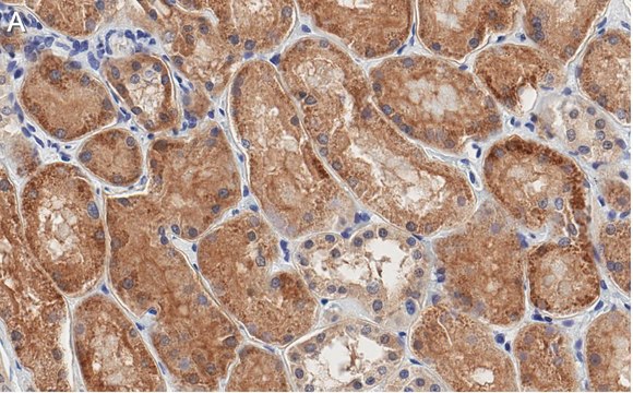 Anti-Occludin Antibody, clone 1C17 ZooMAb&#174; Rabbit Monoclonal recombinant, expressed in HEK 293 cells