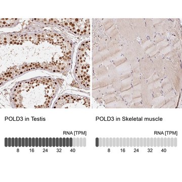 Anti-POLD3 antibody produced in rabbit Prestige Antibodies&#174; Powered by Atlas Antibodies, affinity isolated antibody, buffered aqueous glycerol solution