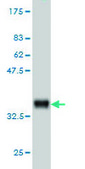 Monoclonal Anti-CAPNS1 antibody produced in mouse clone 3C4, purified immunoglobulin, buffered aqueous solution