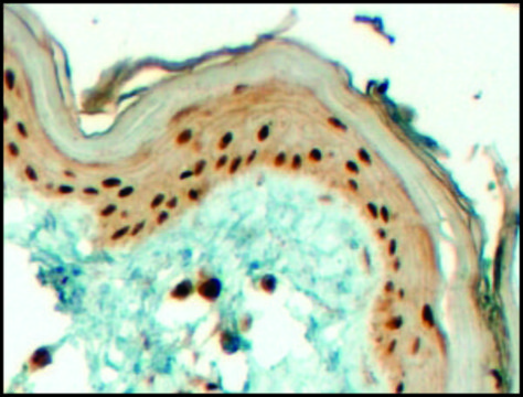 Anti-TFAP2C (C-terminal) antibody produced in goat affinity isolated antibody, buffered aqueous solution