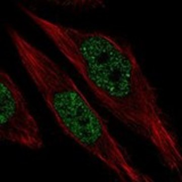 Anti-RFX1 antibody produced in rabbit Prestige Antibodies&#174; Powered by Atlas Antibodies, affinity isolated antibody, buffered aqueous glycerol solution