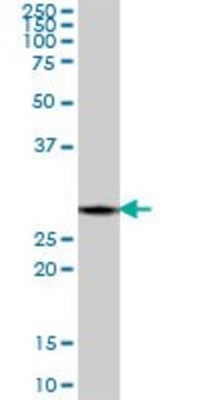 Anti-PSME1 antibody produced in mouse purified immunoglobulin, buffered aqueous solution