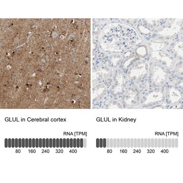 Anti-GLUL antibody produced in rabbit Ab2, Prestige Antibodies&#174; Powered by Atlas Antibodies, affinity isolated antibody, buffered aqueous glycerol solution