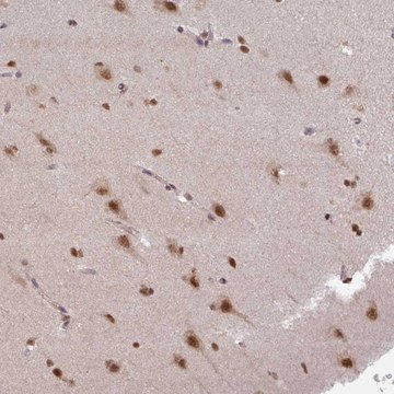 Anti-LHX5 antibody produced in rabbit Prestige Antibodies&#174; Powered by Atlas Antibodies, affinity isolated antibody, buffered aqueous glycerol solution