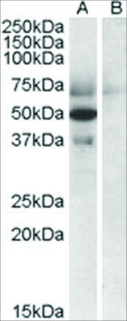Anti-Apolipoprotein L4 antibody produced in goat affinity isolated antibody, buffered aqueous solution