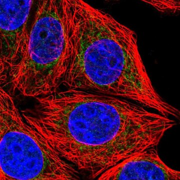 Anti-CHCHD6 antibody produced in rabbit Prestige Antibodies&#174; Powered by Atlas Antibodies, affinity isolated antibody