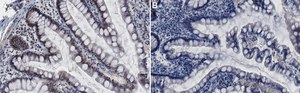 Anti-MGMT Antibody, clone MT3.1 ZooMAb&#174; Mouse Monoclonal recombinant, expressed in HEK 293 cells