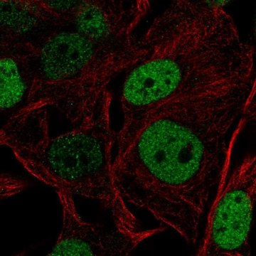 Anti-SOX5 antibody produced in rabbit Prestige Antibodies&#174; Powered by Atlas Antibodies, affinity isolated antibody