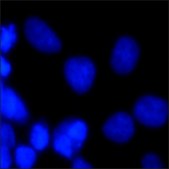 bisBenzimide H 33342 trihydrochloride &#8805;98% (HPLC and TLC)