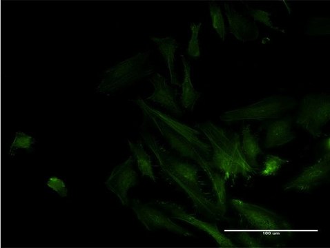 Monoclonal Anti-ODF2, (C-terminal) antibody produced in mouse clone 1A1, purified immunoglobulin, buffered aqueous solution