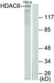 Anti-HDAC6 antibody produced in rabbit affinity isolated antibody