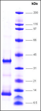 TFIIA, reconstituted human recombinant, expressed in E. coli, &#8805;80% (SDS-PAGE)