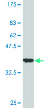 Monoclonal Anti-IHH antibody produced in mouse clone 2F3, purified immunoglobulin, buffered aqueous solution